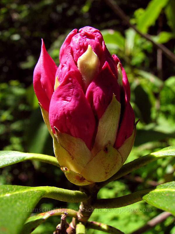 rhododendron (Rhododendron macrophyllum) [Larch Mountain, Multnomah County, Oregon]