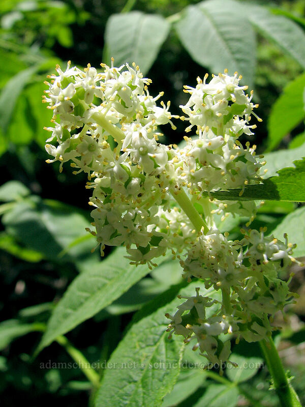red elderberry flowers (Sambucus racemosa) [Larch Mountain, Multnomah County, Oregon]
