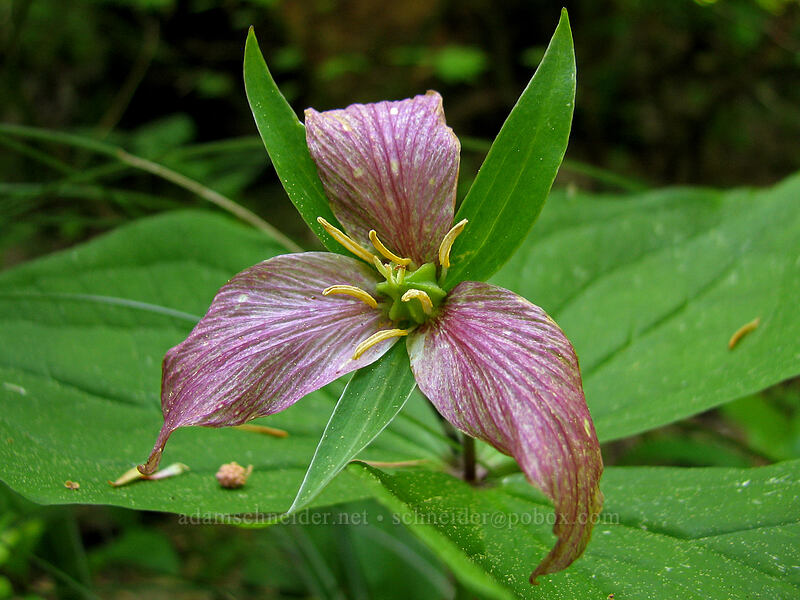 trillium, fading (Trillium ovatum) [Larch Mountain, Multnomah County, Oregon]