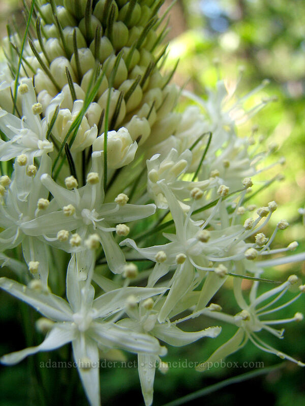 beargrass (Xerophyllum tenax) [Larch Mountain, Multnomah County, Oregon]