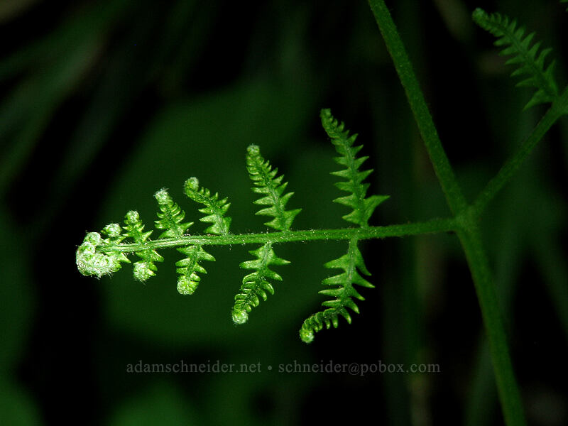 bracken fern (Pteridium aquilinum) [Larch Mountain, Multnomah County, Oregon]