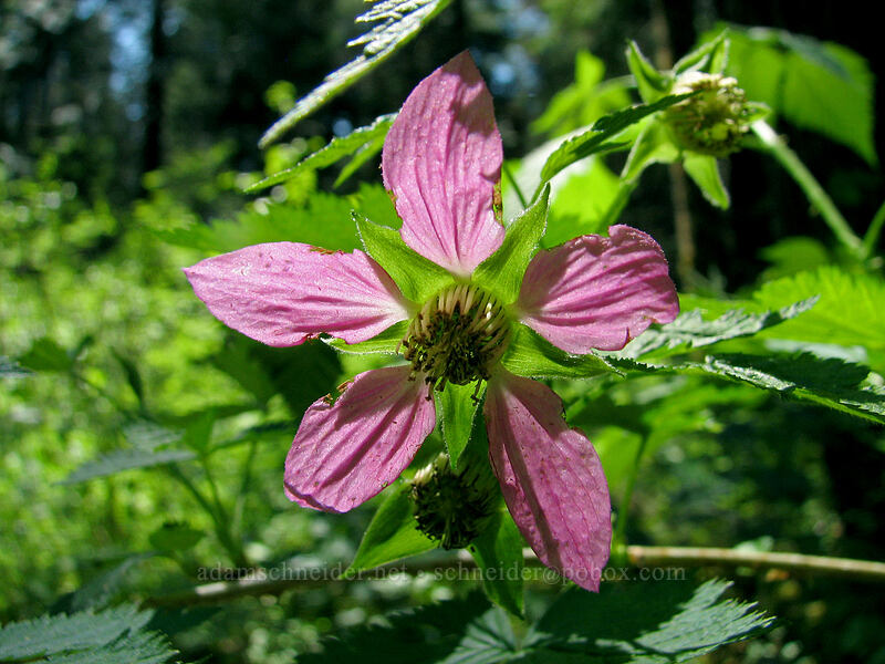 salmonberry flower (Rubus spectabilis) [Larch Mountain, Multnomah County, Oregon]