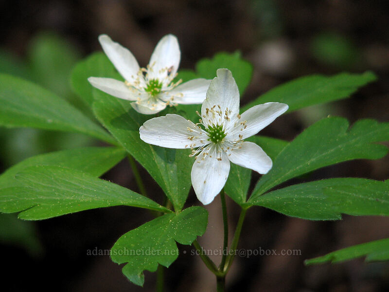 Oregon anemone (Anemone oregana (Anemonoides oregana)) [Larch Mountain, Multnomah County, Oregon]