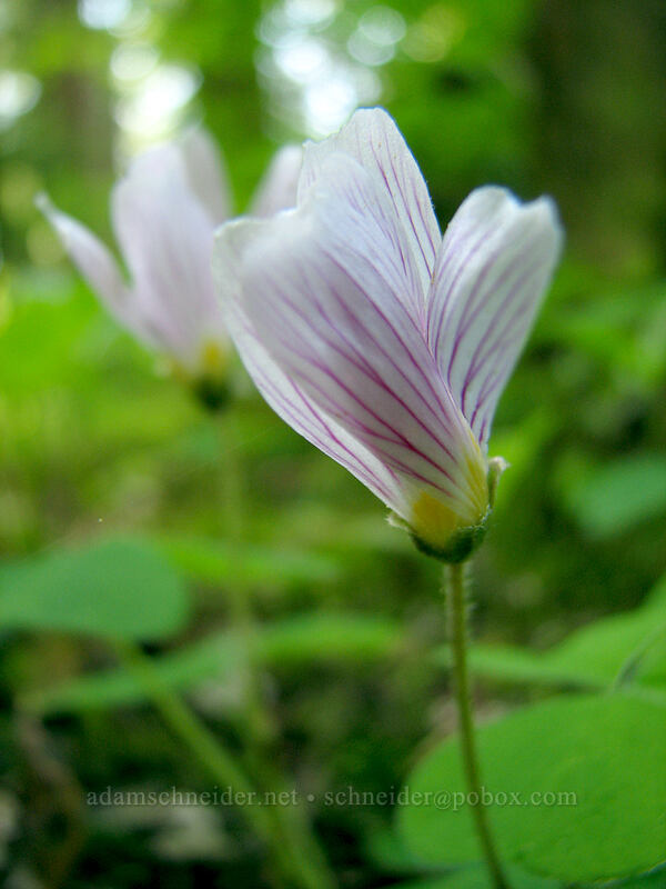 redwood sorrel (Oxalis oregana) [Larch Mountain, Multnomah County, Oregon]