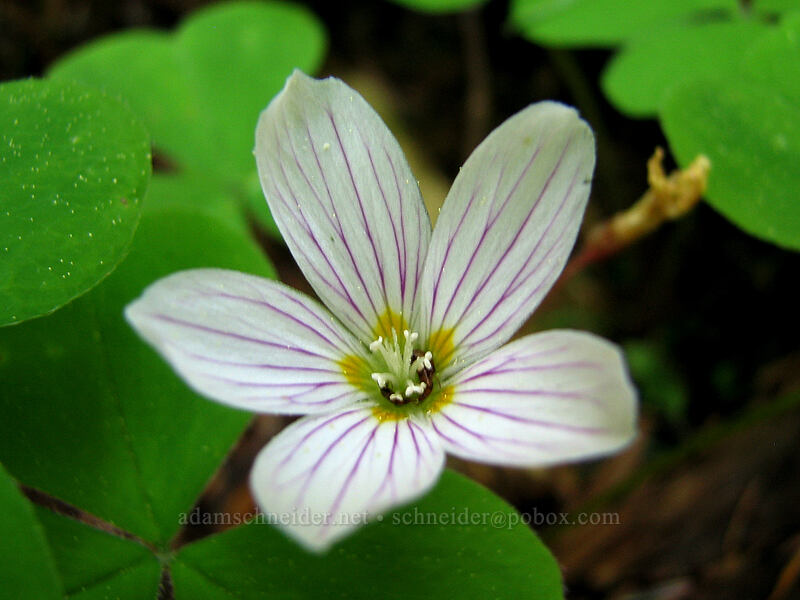 redwood sorrel (Oxalis oregana) [Larch Mountain, Multnomah County, Oregon]
