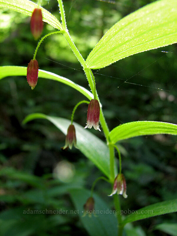 rosy twisted-stalk (Streptopus lanceolatus) [Larch Mountain, Multnomah County, Oregon]