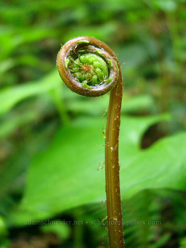 fern fiddlehead [Larch Mountain, Multnomah County, Oregon]