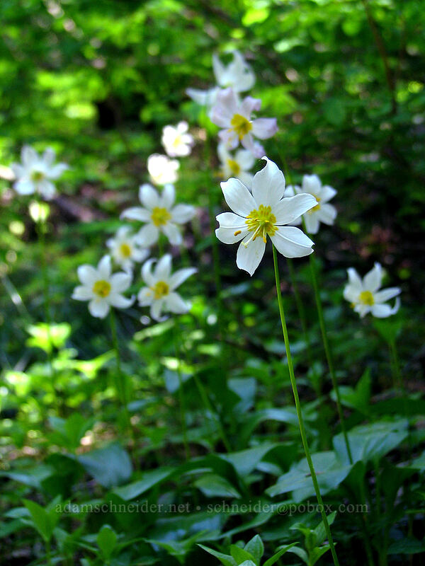 avalanche lilies (Erythronium montanum) [Larch Mountain, Multnomah County, Oregon]
