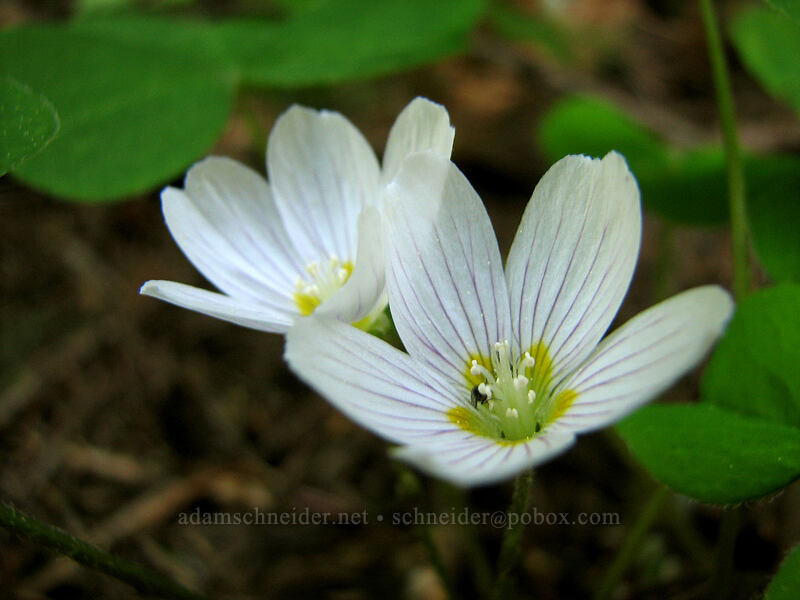 redwood sorrel (Oxalis oregana) [Larch Mountain, Multnomah County, Oregon]