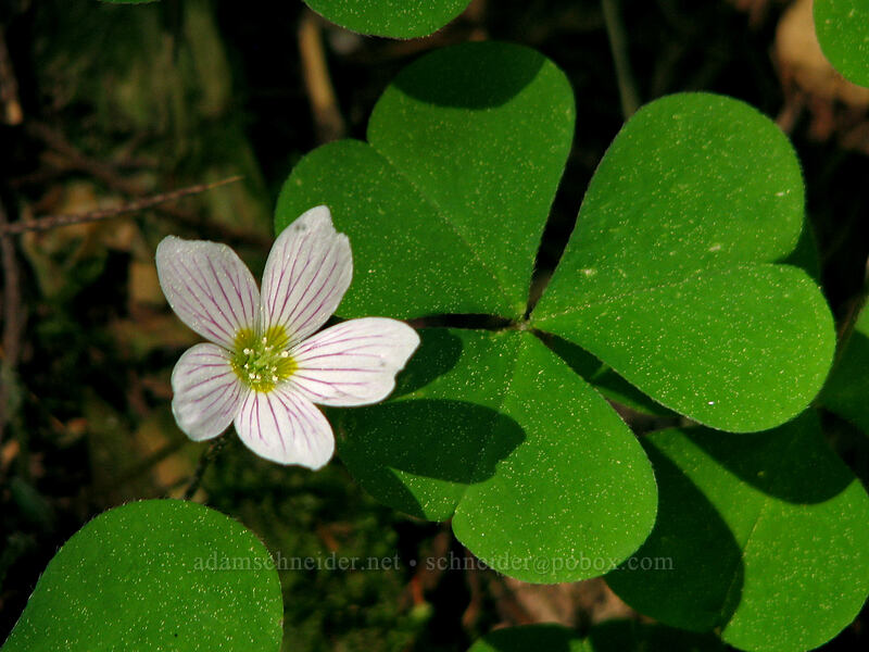 redwood sorrel (Oxalis oregana) [Larch Mountain, Multnomah County, Oregon]