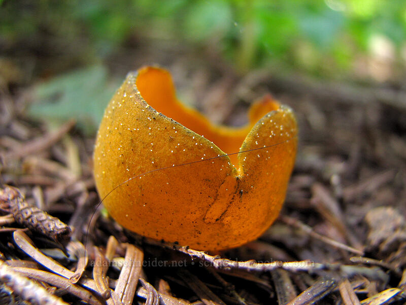 snowbank orange-peel fungus (Caloscypha fulgens) [Larch Mountain, Multnomah County, Oregon]