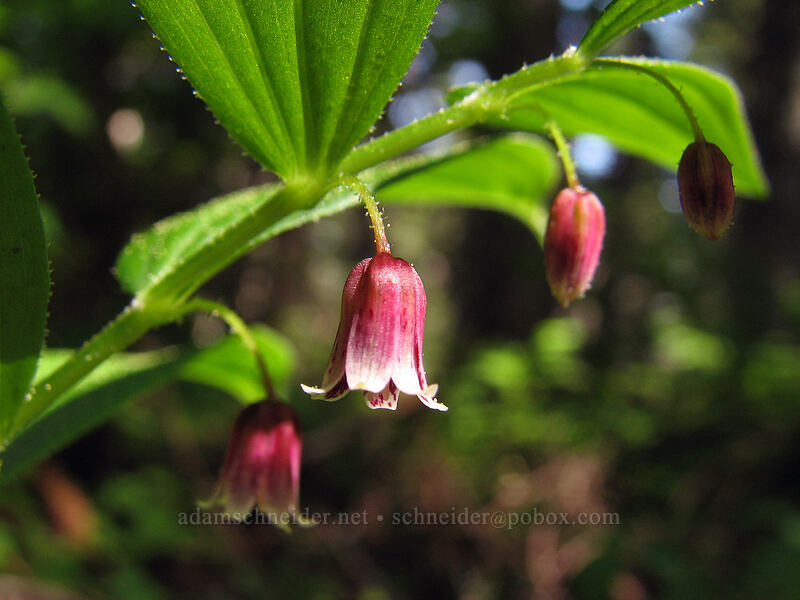 rosy twisted-stalk (Streptopus lanceolatus) [Larch Mountain, Multnomah County, Oregon]