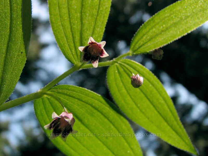 rosy twisted-stalk (Streptopus lanceolatus) [Larch Mountain, Multnomah County, Oregon]