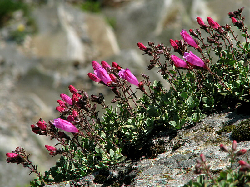 cliff penstemon (Penstemon rupicola) [Sherrard Point, Multnomah County, Oregon]