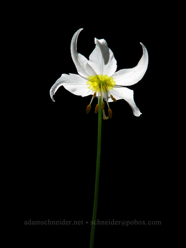 avalanche lily (Erythronium montanum) [Larch Mountain, Multnomah County, Oregon]