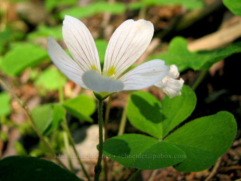 redwood sorrel (Oxalis oregana) [Larch Mountain, Multnomah County, Oregon]