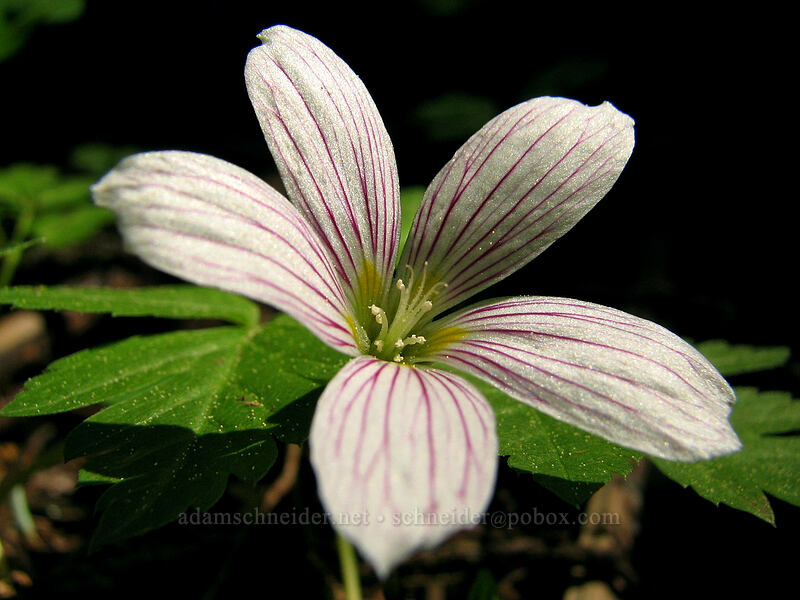 redwood sorrel (Oxalis oregana) [Larch Mountain, Multnomah County, Oregon]