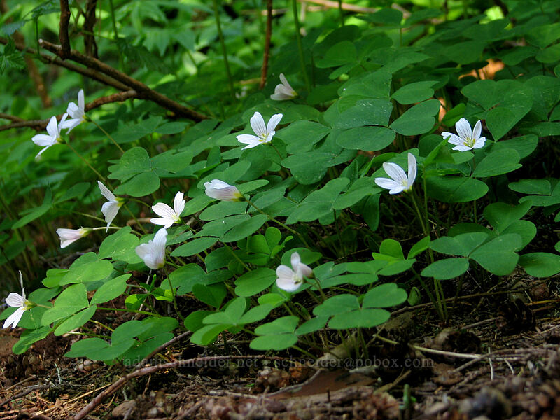 redwood sorrel (Oxalis oregana) [Larch Mountain, Multnomah County, Oregon]