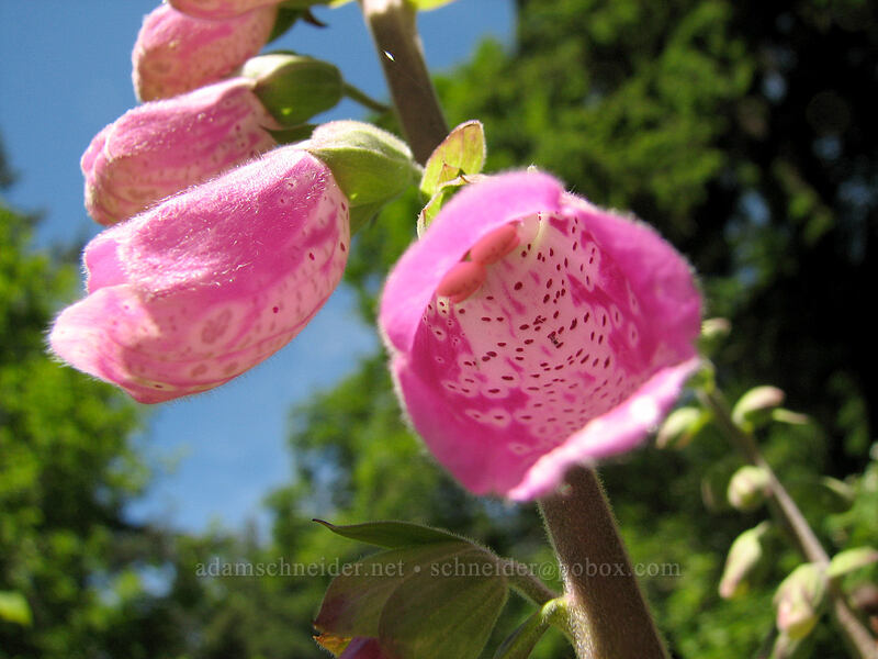 foxglove (Digitalis purpurea) [Neahkanie Mountain, Oswald West State Park, Tillamook County, Oregon]