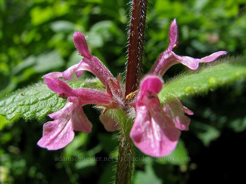 Mexican hedge nettle (Stachys mexicana) [Neahkanie Mountain, Oswald West State Park, Tillamook County, Oregon]