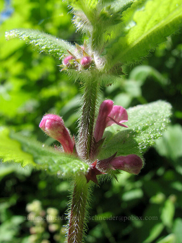 Mexican hedge nettle, budding (Stachys mexicana) [Neahkanie Mountain, Oswald West State Park, Tillamook County, Oregon]