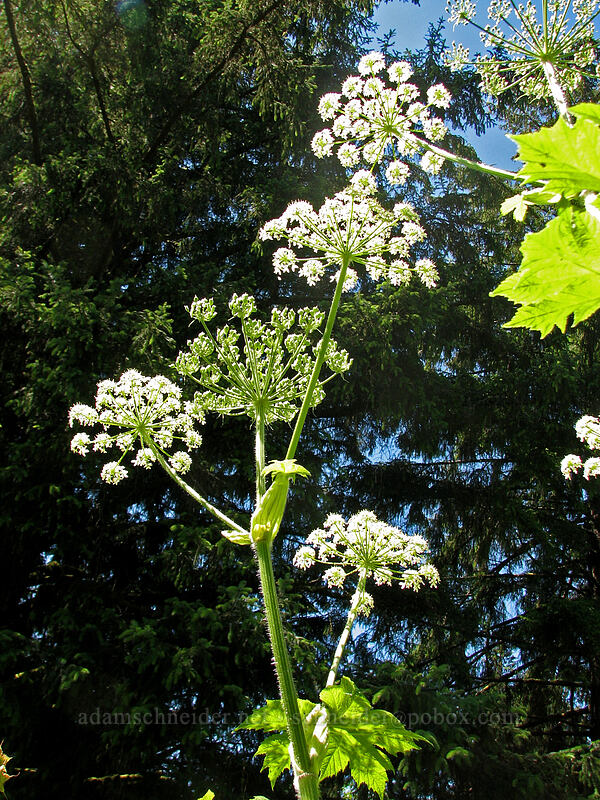 cow parsnip (Heracleum maximum) [Neahkanie Mountain, Oswald West State Park, Tillamook County, Oregon]