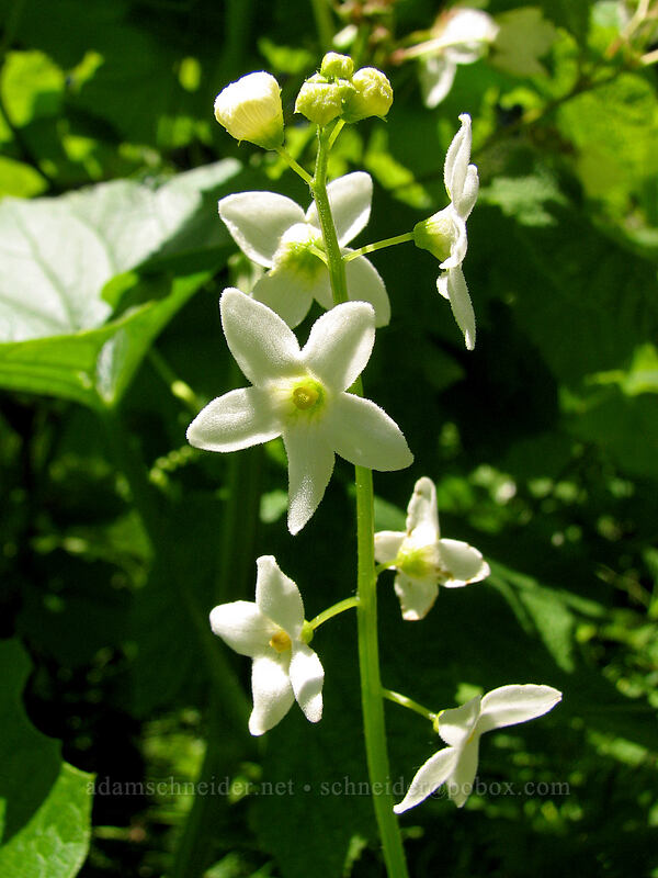 coastal manroot (Marah oregana (Marah oreganus)) [Neahkanie Mountain, Oswald West State Park, Tillamook County, Oregon]