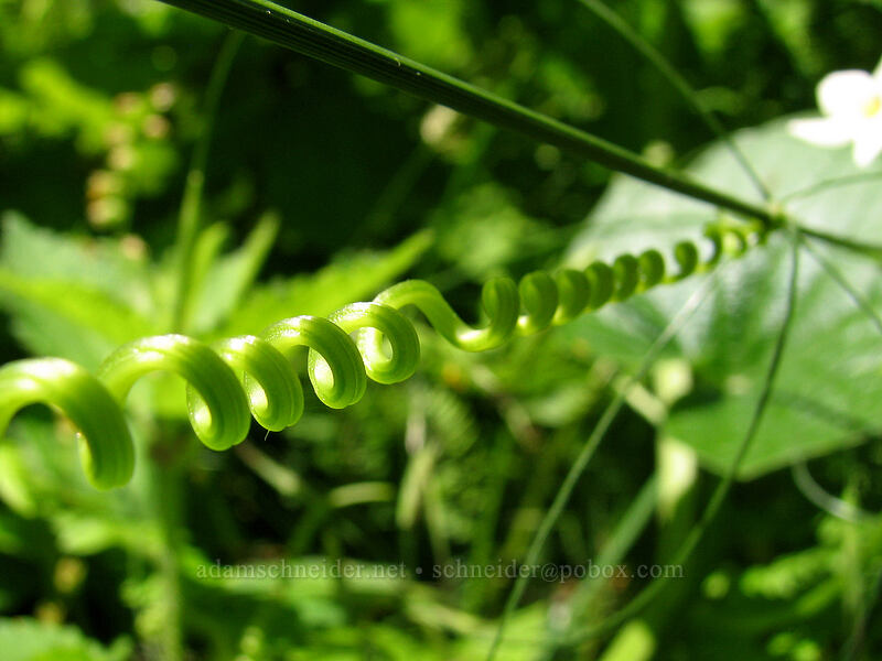coastal manroot's spiral tendril (Marah oregana (Marah oreganus)) [Neahkanie Mountain, Oswald West State Park, Tillamook County, Oregon]