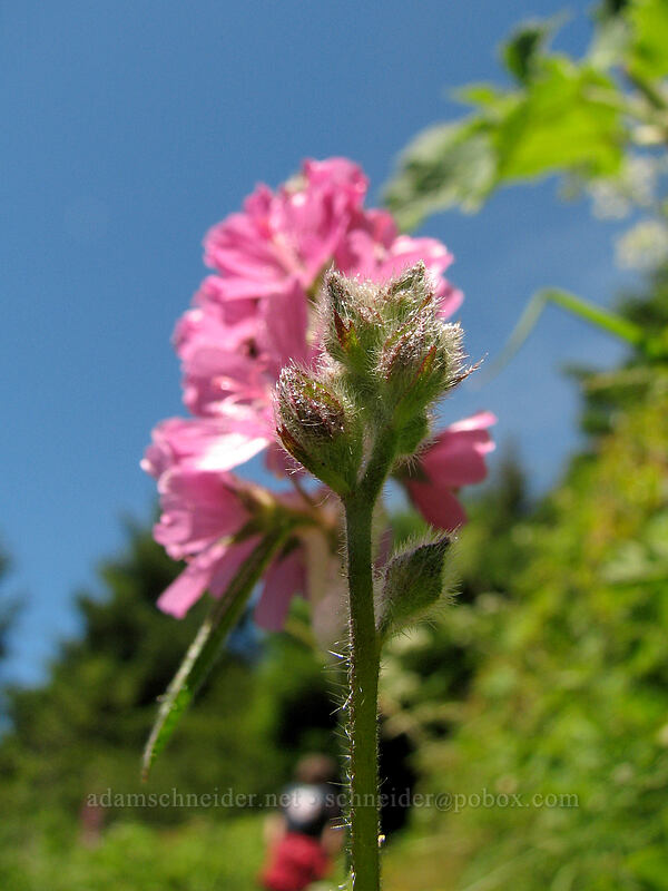 hairy-stemmed checker mallow (Sidalcea hirtipes) [Neahkanie Mountain, Oswald West State Park, Tillamook County, Oregon]
