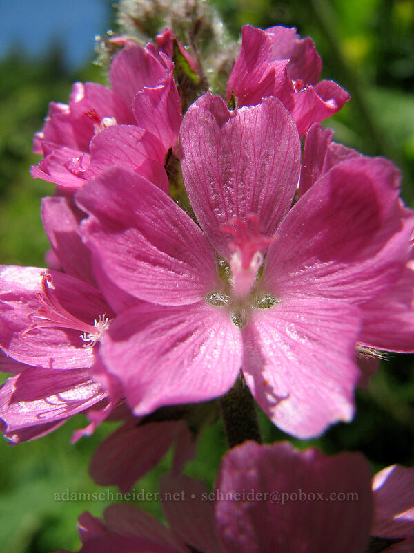 hairy-stemmed checker mallow (Sidalcea hirtipes) [Neahkanie Mountain, Oswald West State Park, Tillamook County, Oregon]