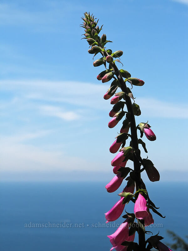 foxglove & the ocean (Digitalis purpurea) [Neahkanie Mountain, Oswald West State Park, Tillamook County, Oregon]