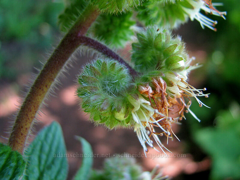 woodland phacelia (Phacelia nemoralis) [Neahkanie Mountain, Oswald West State Park, Tillamook County, Oregon]