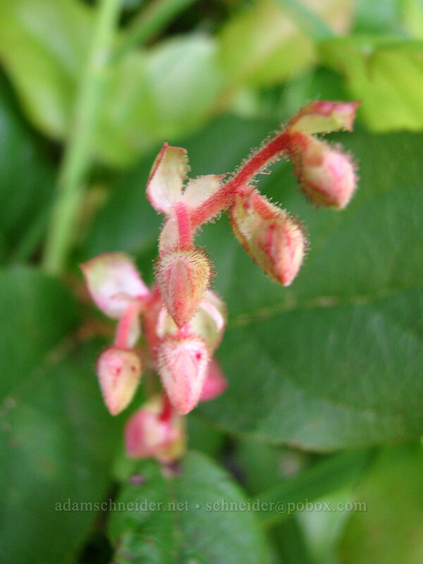 salal (Gaultheria shallon) [Neahkanie Mountain, Oswald West State Park, Tillamook County, Oregon]