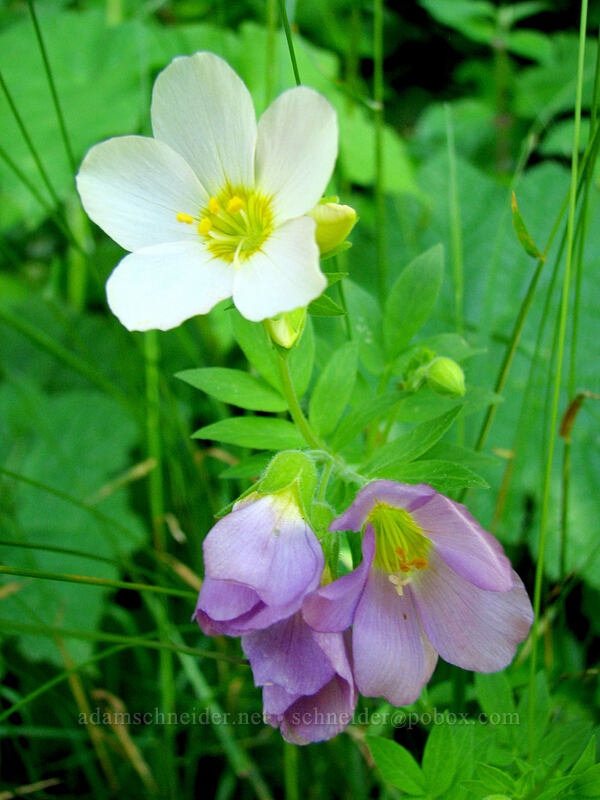 Oregon Jacob's ladder (Polemonium carneum) [Neahkanie Mountain, Oswald West State Park, Tillamook County, Oregon]