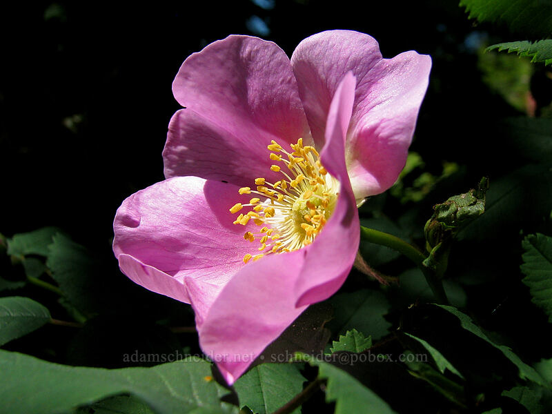 wild rose (Rosa sp.) [Neahkanie Mountain, Oswald West State Park, Tillamook County, Oregon]