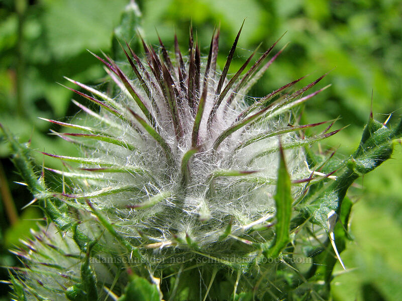 edible thistle (Cirsium edule) [Neahkanie Mountain, Oswald West State Park, Tillamook County, Oregon]