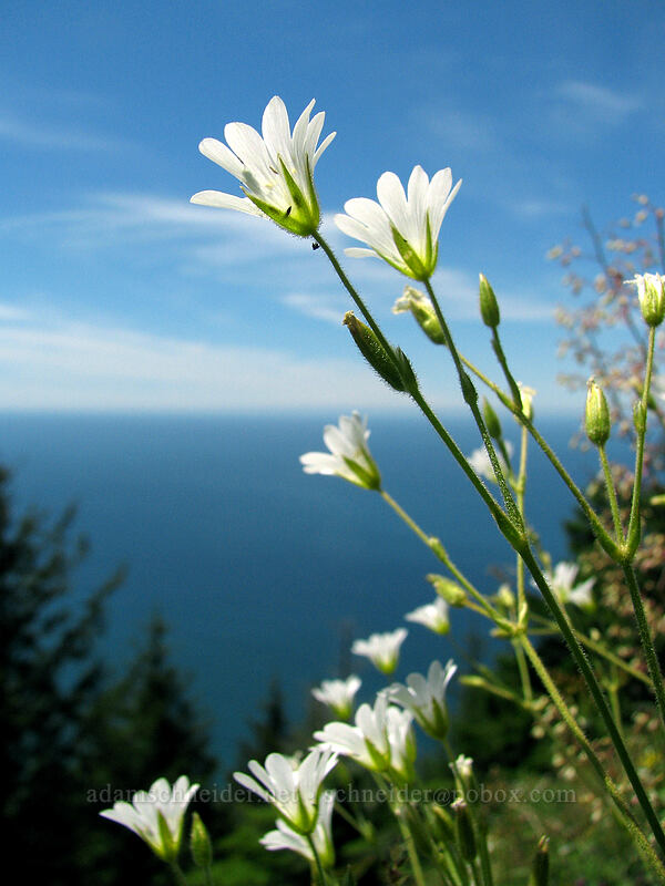 chickweed (Cerastium arvense) [Neahkanie Mountain, Oswald West State Park, Tillamook County, Oregon]