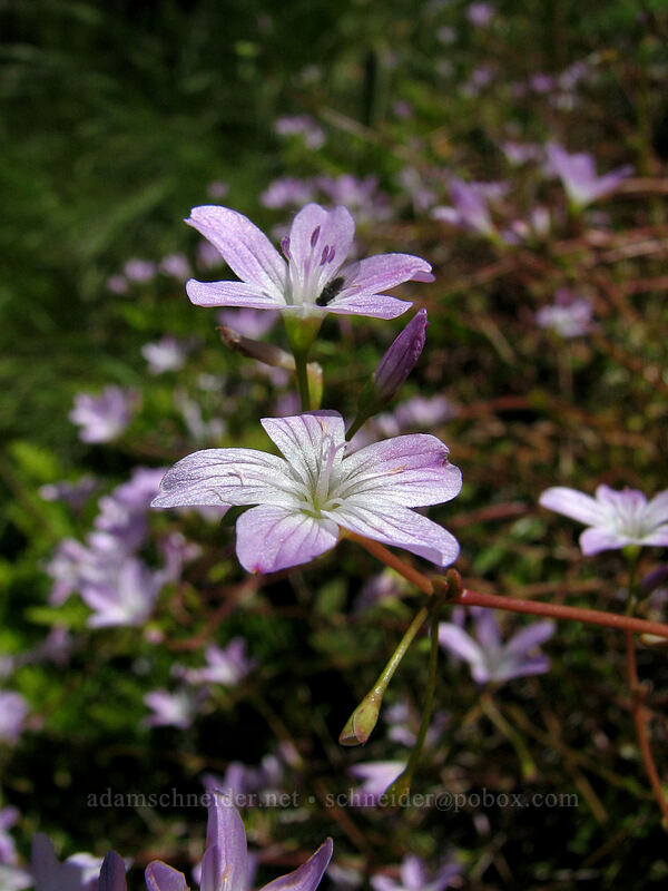 little-leaf montia (Montia parvifolia (Claytonia parvifolia)) [Neahkanie Mountain, Oswald West State Park, Tillamook County, Oregon]