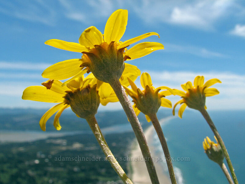 Oregon sunshine (Eriophyllum lanatum var. leucophyllum) [Neahkanie Mountain, Oswald West State Park, Tillamook County, Oregon]