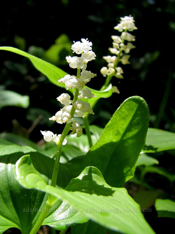 false lily-of-the-valley (Maianthemum dilatatum) [Neahkanie Mountain, Oswald West State Park, Tillamook County, Oregon]