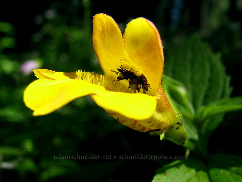 tooth-leaved monkeyflower, full of insects (Erythranthe dentata (Mimulus dentatus)) [Neahkanie Mountain, Oswald West State Park, Tillamook County, Oregon]