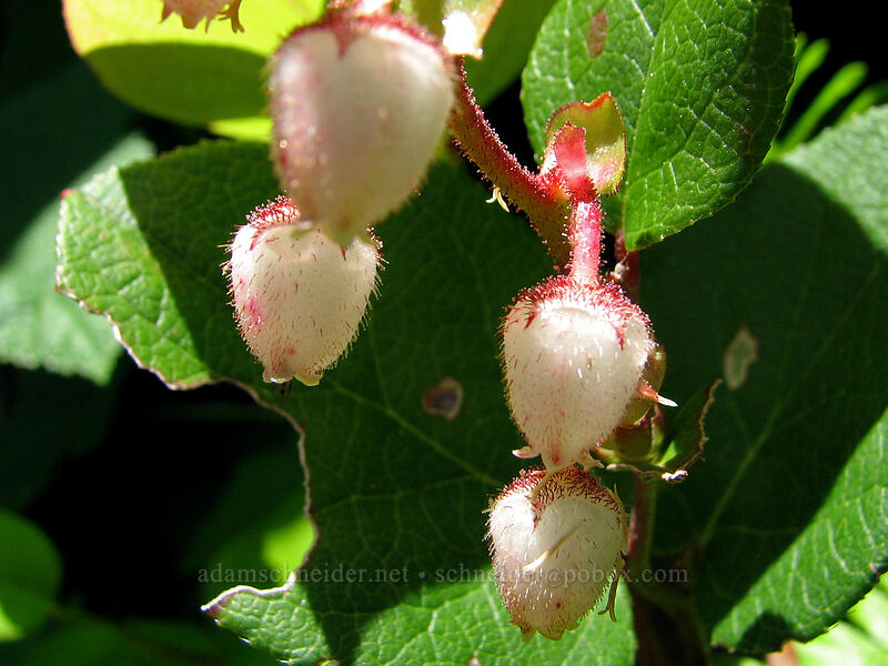 salal (Gaultheria shallon) [Neahkanie Mountain, Oswald West State Park, Tillamook County, Oregon]