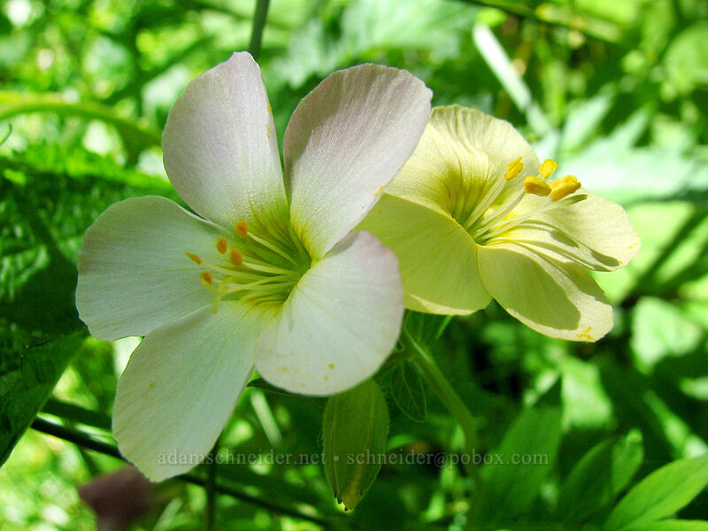 Oregon Jacob's ladder (Polemonium carneum) [Neahkanie Mountain, Oswald West State Park, Tillamook County, Oregon]