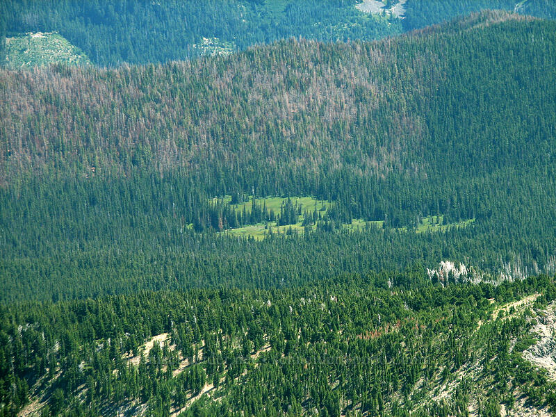 Elk Meadows & 2006 Bluegrass Ridge burn area [Cooper Spur trail, Mt. Hood Wilderness, Hood River County, Oregon]