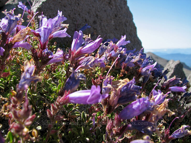 Davidson's penstemon (Penstemon davidsonii) [Cooper Spur, Mt. Hood Wilderness, Hood River County, Oregon]