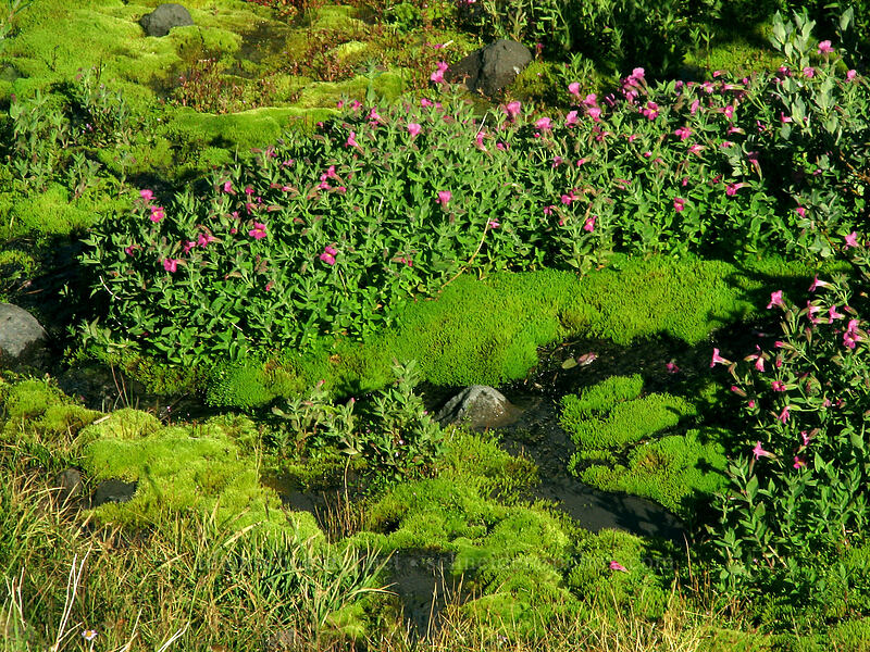 Lewis' monkeyflower in a stream (Erythranthe lewisii (Mimulus lewisii)) [Timberline Trail, Mt. Hood Wilderness, Hood River County, Oregon]