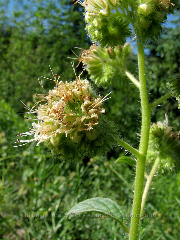 varied-leaf phacelia (Phacelia heterophylla) [Top Spur trailhead, Mt. Hood National Forest, Clackamas County, Oregon]