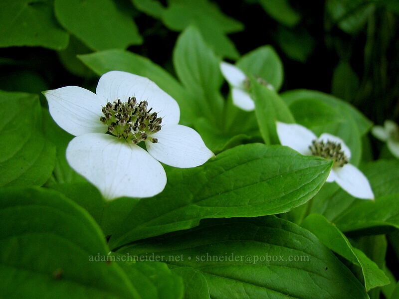 bunchberries (Cornus unalaschkensis (Cornus canadensis)) [Top Spur Trail, Mt. Hood National Forest, Clackamas County, Oregon]