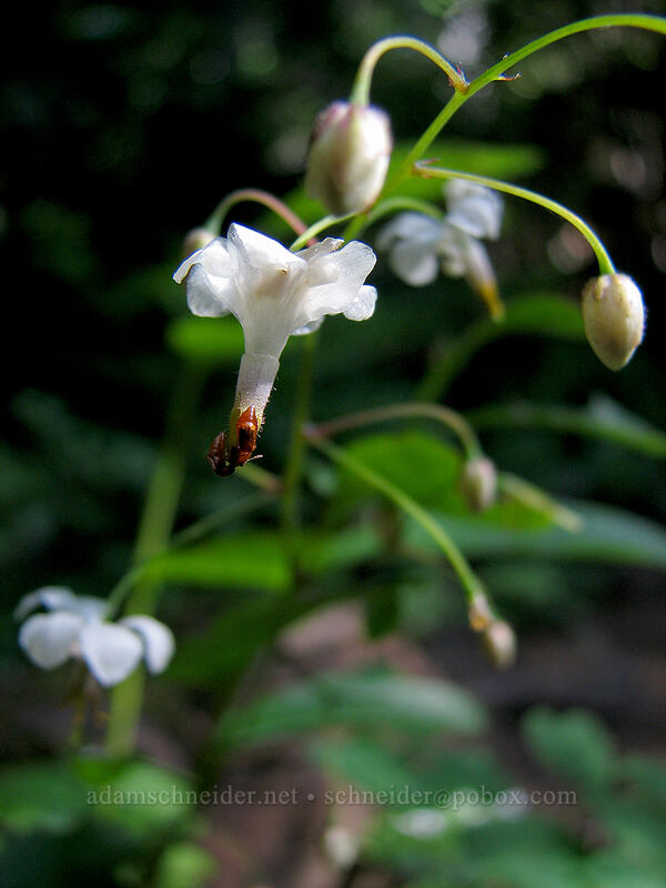 northern inside-out flower (Vancouveria hexandra) [Top Spur Trail, Mt. Hood National Forest, Clackamas County, Oregon]