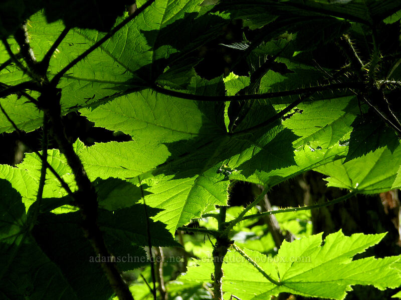 devil's club leaves (Oplopanax horridus) [Top Spur Trail, Mt. Hood National Forest, Clackamas County, Oregon]